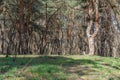 Old pine forest on sunny day. Panorama of natural coniferous trees. Royalty Free Stock Photo