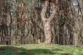 Old pine forest on sunny day. Panorama of natural coniferous trees. Royalty Free Stock Photo