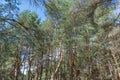 Old pine forest on sunny day. Panorama of natural coniferous trees. Royalty Free Stock Photo