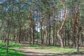 Old pine forest on sunny day. Panorama of natural coniferous trees. Royalty Free Stock Photo