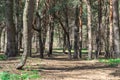 Old pine forest on sunny day. Panorama of natural coniferous trees. Royalty Free Stock Photo