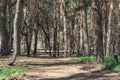Old pine forest on sunny day. Panorama of natural coniferous trees. Royalty Free Stock Photo