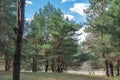 Old pine forest on sunny day. Panorama of natural coniferous trees. Royalty Free Stock Photo