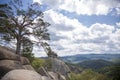 old pine among the large boulders on the top of the cliff against the backdrop of a beautiful view of the densely overgrown fir f