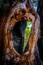 Old pine splitted tree haven survived a forest fire