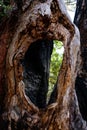 Old pine splitted tree haven survived a forest fire