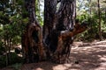 Old pine splitted tree haven survived a forest fire
