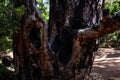 Old pine splitted tree haven survived a forest fire