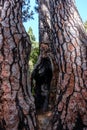 Old pine splitted tree haven survived a forest fire