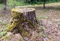 An old pine stump covered with moss in the park