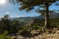 Old pine on top of the mountain of Crimean peninsula Royalty Free Stock Photo