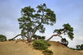 Old Pine Tree Royalty Free Stock Photo