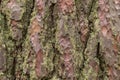 Green moss on old tree bark background, nature texture Royalty Free Stock Photo