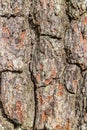 Old pine tree bark texture. Abstract background and texture for design Royalty Free Stock Photo