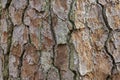 Pine tree bark texture background Royalty Free Stock Photo