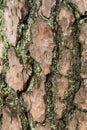 Old pine tree bark texture background Royalty Free Stock Photo