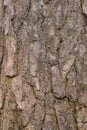 Old pine tree bark texture background Royalty Free Stock Photo