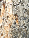 Old pine tree bark texture close up details Royalty Free Stock Photo