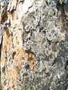 Old pine tree bark texture close up Royalty Free Stock Photo