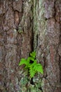 Old pine tree bark texture Royalty Free Stock Photo