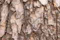 Old pine tree bark texture, wooden background Royalty Free Stock Photo