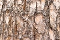 Old pine tree bark texture, wooden background Royalty Free Stock Photo