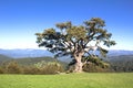 Beautiful view of an old pine tree located in Serbia. The pine is about 500 years old and is a real tourist attraction.