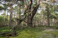 Old pine tree in primeval forest