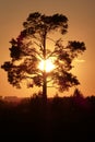 Old Pine Tree, Sunset, Summer, Nature, Light and Shadows