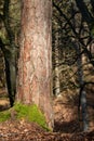 Old pine tree trunk. Bark on a coniferous tree Royalty Free Stock Photo