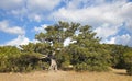 An Old Pine Tree Under The Blue Sky Royalty Free Stock Photo