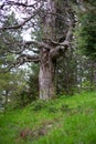 Old pine tree in the forest under Mount Olympus over Dion village in Greece Royalty Free Stock Photo