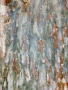 Old pine tree wooden texture. Royalty Free Stock Photo