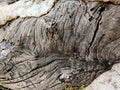 Old pine tree wooden texture. Royalty Free Stock Photo