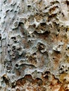 Old pine tree wooden texture. Royalty Free Stock Photo