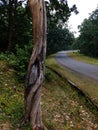 Old pine tree wooden texture in forest with a road. Royalty Free Stock Photo