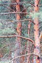 Old pine trees with long branches