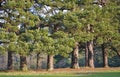 Old pine trees in a row Royalty Free Stock Photo