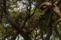 Old pine trees. Sinuous trunks. Coniferous forest