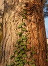 Old pine trunk in sunny early evening light.