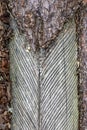 Old pine trunks damaged by resin extraction. Coniferous forest stand in Central Europe Royalty Free Stock Photo