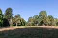 Old pines on distant edge of big glade in park Royalty Free Stock Photo