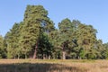 Old pines on distant edge of glade in autumn park Royalty Free Stock Photo