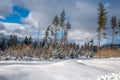 Old pines over small spruces