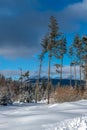 Old pines over small spruces