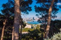 Old pines in Upland park, selective focus Royalty Free Stock Photo