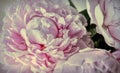 Old Pink Peonies Blossom Fashioned Photo - Retro Provence Style