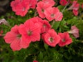 Old Pink Petunia Flowers hanging Royalty Free Stock Photo