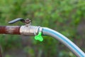 An old pipe with a black handle on a tap and with a green hose attached against a background of green grass in a garden plot for Royalty Free Stock Photo