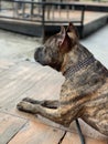 Old Pit bull sitting on wooden ground with blur background